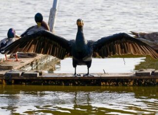 Ile wynosi rata kredytu 350 tys?