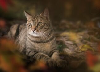 Jakie zwierzę jest symbolem Hiszpanii?