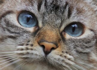 Jak się żegna po hiszpańsku? Jak się żegna po hiszpańsku?