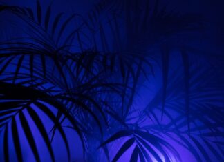 Co się dzieje z pieniędzmi po rezygnacji z PPK?