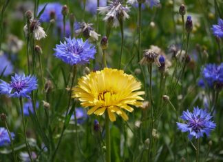 Jak się odpowiada na Gracias? Jak się odpowiada na Gracias?