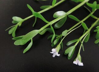 Jak zapamiętać na zawsze?