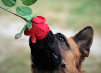 Co jest łatwiejsze niemiecki czy francuski?