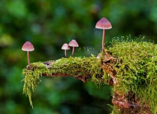 Jakie są rodzaje usług w Polsce?