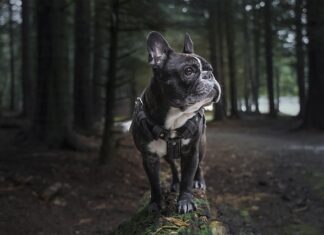 Jak nauczyć się francuskiego w 3 miesiące? Jak nauczyć się francuskiego w 3 miesiące?