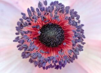 Jak sprawdzić czy grafika ma prawa autorskie? Jak sprawdzić czy grafika ma prawa autorskie?