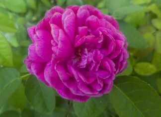 Co wypłaca ZUS po śmierci emeryta?