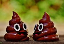 Czy kał jest wydalany przez układ wydalniczy? Czy kał jest wydalany przez układ wydalniczy?