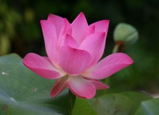 Ile trzeba znać słów by mówić po angielsku?