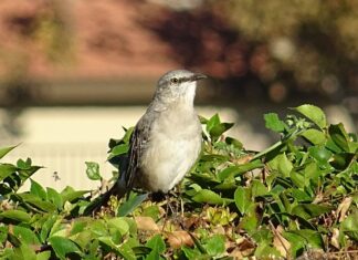 Jak poligloci uczą się języka? Jak poligloci uczą się języka?